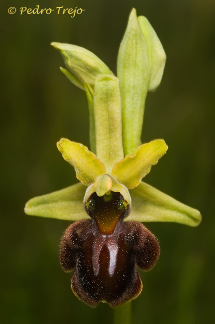 Ophrys sphegodes